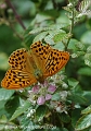 silver washed fritillary butte-6